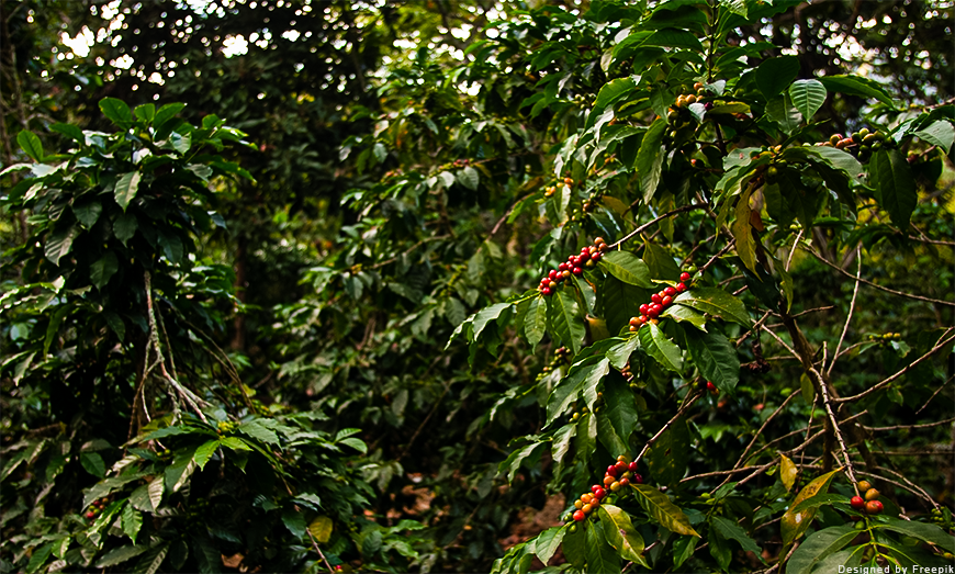 Arabica e Robusta